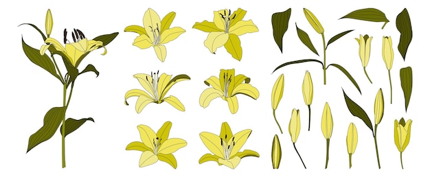 Verzameling van geïsoleerde hand getrokken gele lelie bloem vector