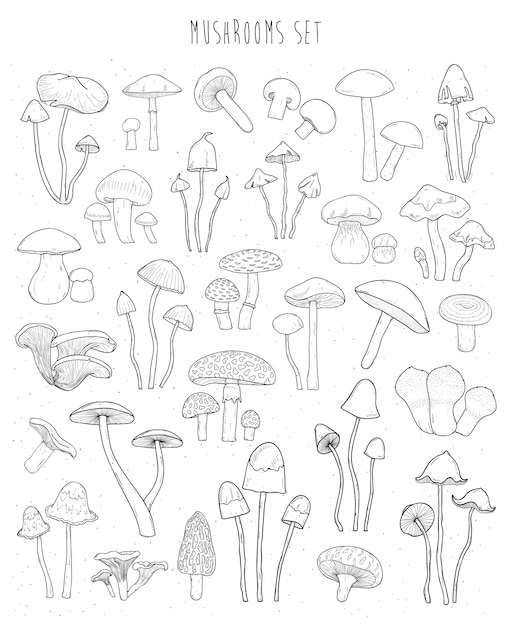 Verzameling van hand getrokken verschillende soorten paddestoelen. Schets illustratie