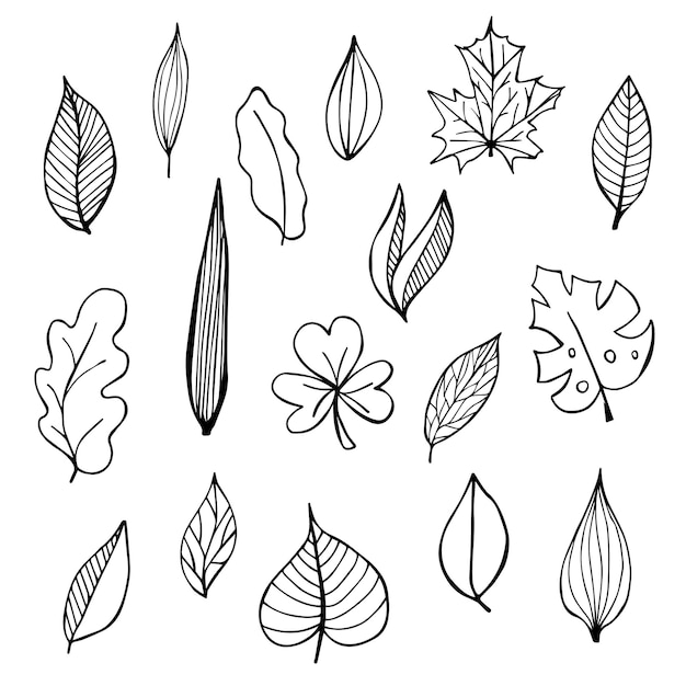 Verzameling van handgetekende botanische doodle set