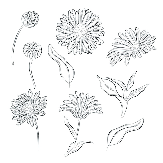 Vector verzameling van handgetekende gerbera bloemen set