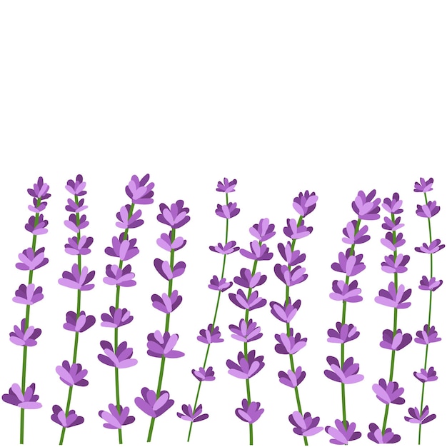 Verzameling van lavendelbloemen Vectorillustratie van lavendelbloemen geïsoleerd op een witte achtergrond