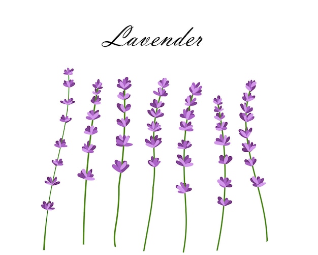 Verzameling van lavendelbloemen vectorillustratie van lavendelbloemen geïsoleerd op een witte achtergrond