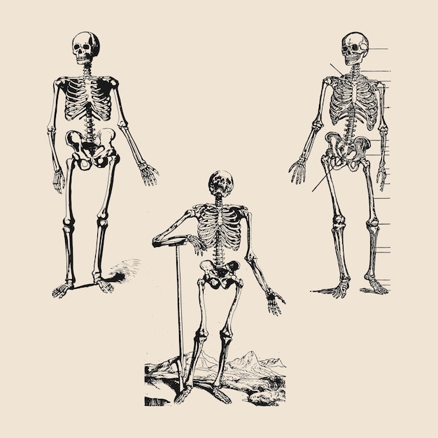 Verzameling van medische skelet diagram oude retro vintage illustratie poster sjabloon ontwerp vectoren