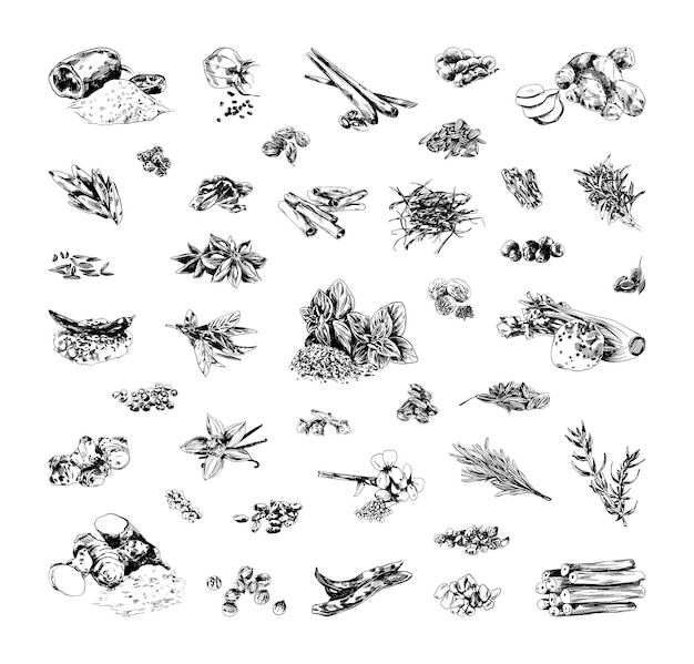 Vector verzameling van monochrome illustraties van kruiden in schetsstijl