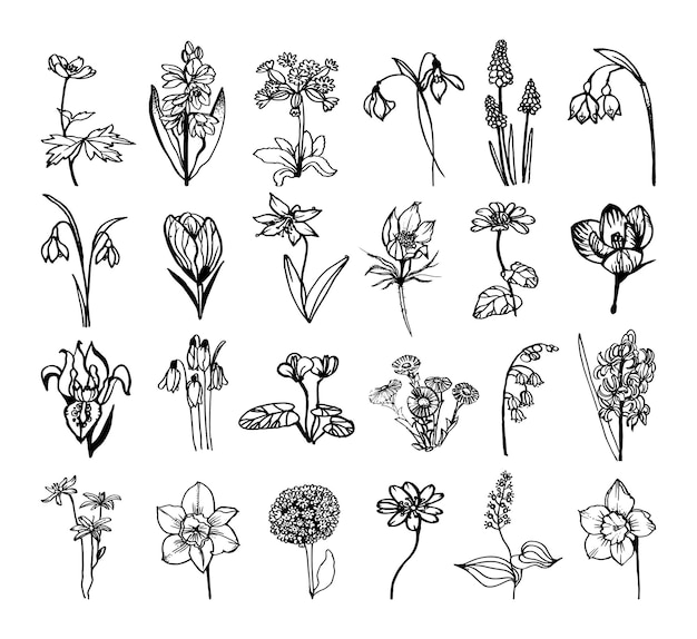 Verzameling van monochrome illustraties van primula's