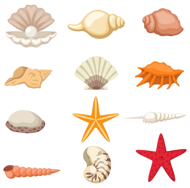 Vector verzameling van schelpenillustraties