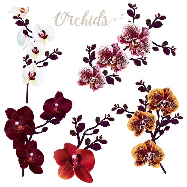 Verzameling van vector realistische orchidee bloemen tropische illustratie