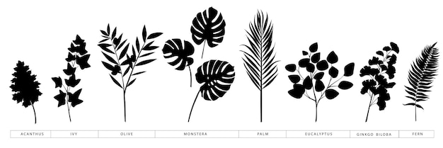 Verzameling van vectorsilhouetten van populaire trendtakken en bladeren van palm, monstera, olijf, klimop.