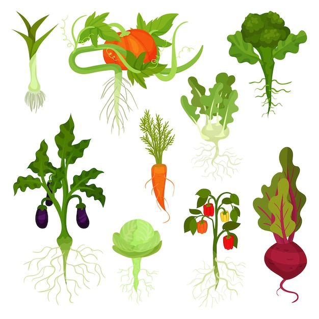 Verzameling van verschillende groenten met wortels Gezonde voeding Natuurlijke voeding Verse tuinbouwproducten Eetbare planten Iconen in cartoon stijl Kleurige platte vectorillustraties geïsoleerd op witte achtergrond