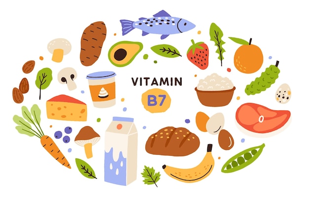 Vector verzameling van vitamine b7-bron. voedsel dat biotine bevat. vis en vlees, zuivelproducten, fruit en groenten. dieet biologische voeding. platte vector cartoon illustratie geïsoleerd op een witte achtergrond