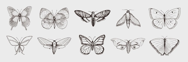 Verzameling van vlinder- of wilde motteninsecten Mystiek symbool of entomologisch van vrijheid Gegraveerd