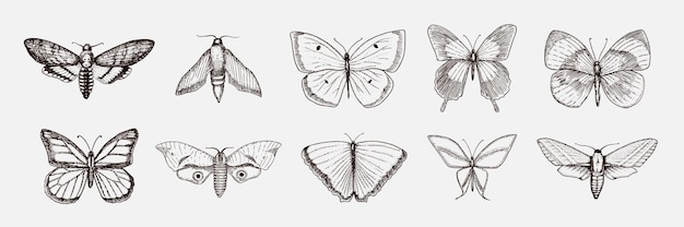 Verzameling van vlinder- of wilde motteninsecten Mystiek symbool of entomologisch van vrijheid Gegraveerd