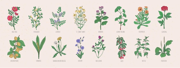 Vector verzameling van wilde weidekruiden, bloeiende bloemen en tropische planten met eetbare bessen hand getekend in vintage stijl en geïsoleerd op een witte achtergrond. gedetailleerde botanische vectorillustratie.