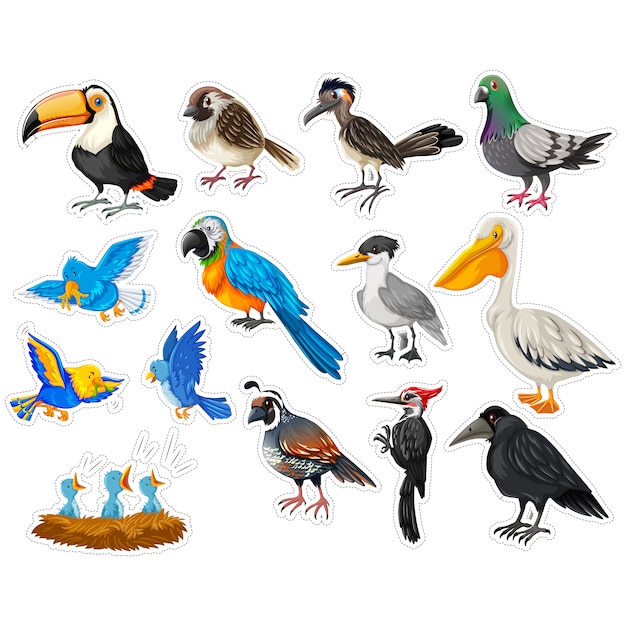 Verzameling vogel stickers