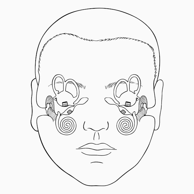 Vestibular apparatus