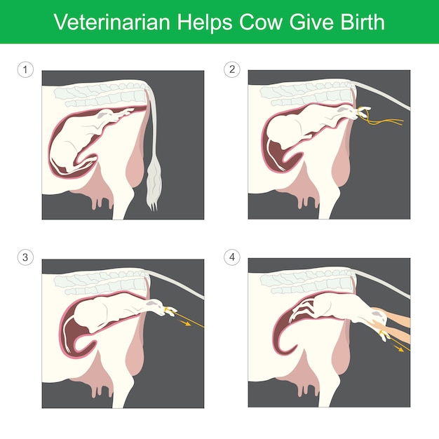 Вектор Ветеринар помогает корове рожать иллюстрация первого рождения теленка помогает от ветеринараxa