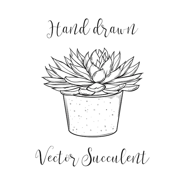 Vetplant in betonnen pot. hand getekend zwart-wit vectorillustratie. huisplant paarse cactussen. eps10
