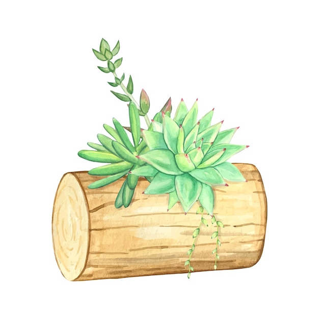 Vetplanten in een natuurlijke houten plantenbak Aquarel illustratie