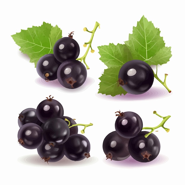 Vibrant black currant illustration pack