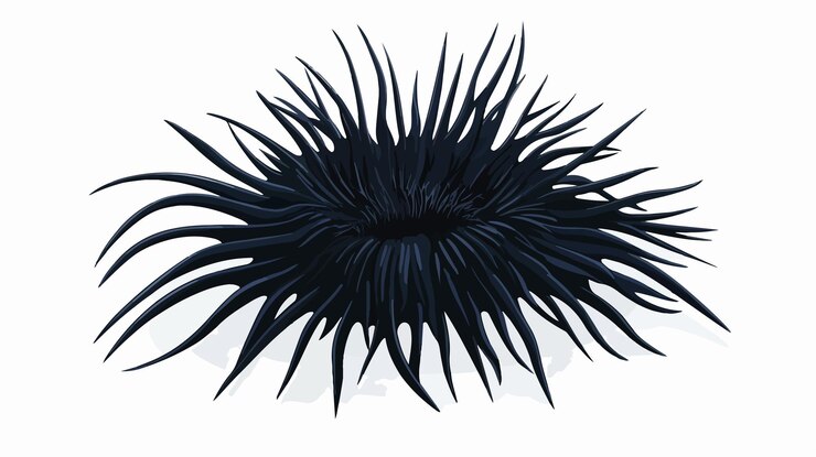 Vector vibrant urchin vector illustration on white background