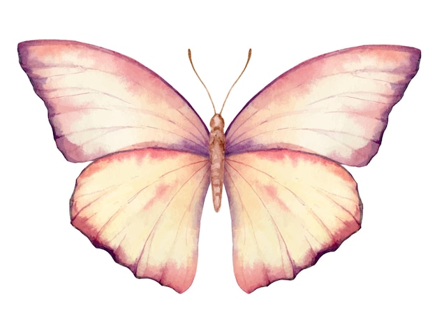 Vibrant vector hand painted watercolor butterfly illustration