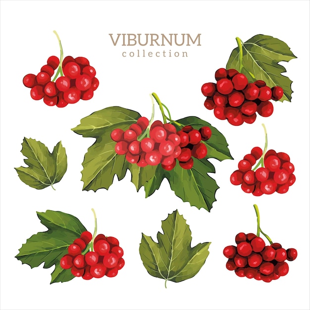 Коллекция ягод и листьев вибурнума цветная иллюстрация