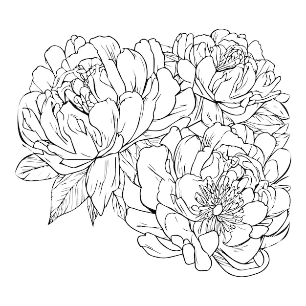 victorian vintage peony illustration Peony flower outline line drawing peony illustration