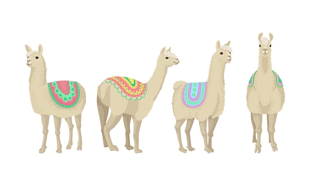Vier volwassen lama's in felgekleurde dekens blijven in verschillende poses Volwassen dieren wier bont een grondstof is voor zeer gewaardeerde wol Vector illustratie set geïsoleerd op witte achtergrond