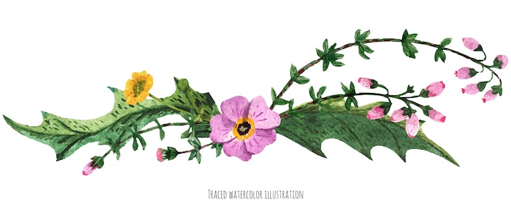 Vector vignette from wild plants of scotland