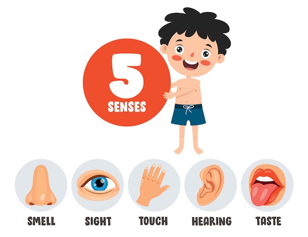 Vijf zintuigen sjabloon met menselijke organen