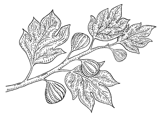 Vijgenboomtak met bladeren en vruchten Vector vintage gravure