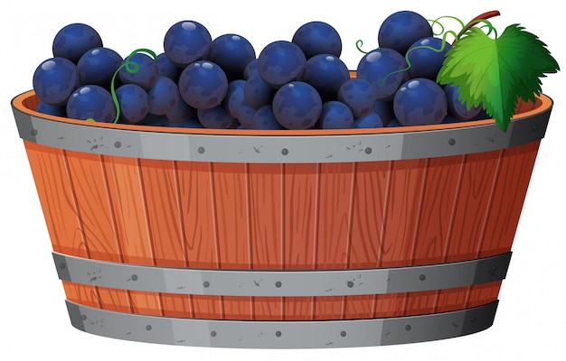 Vector a vine of grape in bucket