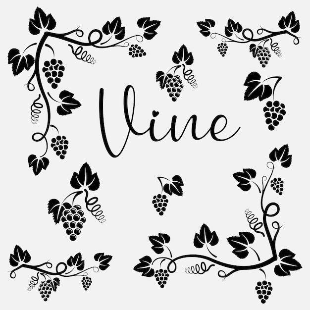 Vine illustration vector design template