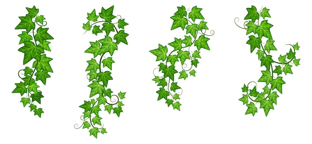 Vines set Green leaves ivy Hanging creeper