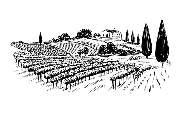 Vineyard landscape sketch