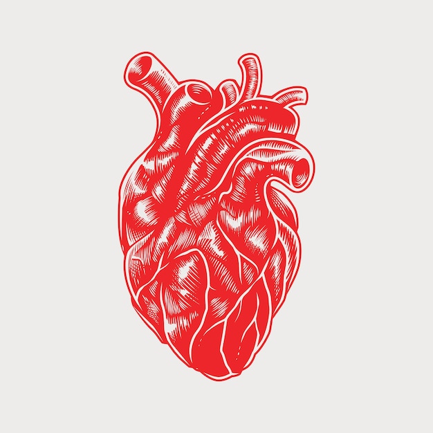 Vettore cuore anatomico vintage