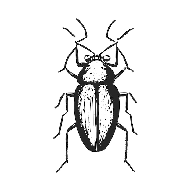 Vintage Beetle Illustration Black and White Insect Art