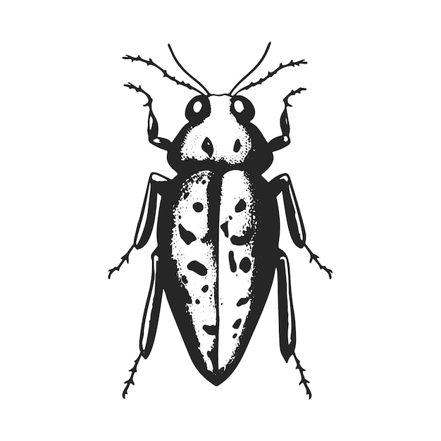 Vintage Beetle Illustration Black and White Insect Art