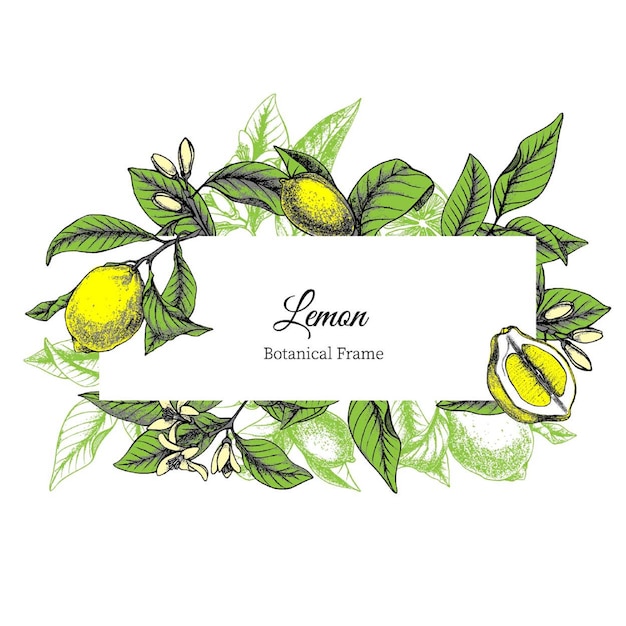 Vintage botanical frame with lemon fruits, flowers and leaves