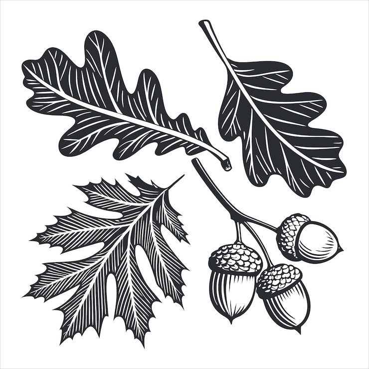 Vector vintage botanical leaf set oak maple and ginkgo vector design