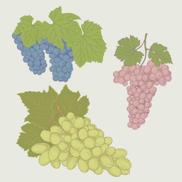 Vintage bunch of grapes