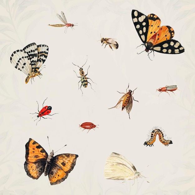 Vintage butterfly and insect set illustration vector