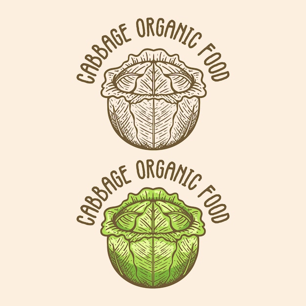 Vector vintage cabbage hand drawn illustration