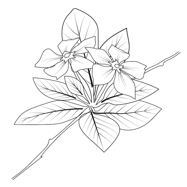 Vector vintage design elements bouquet periwinkle natural collection easy flower coloring pages