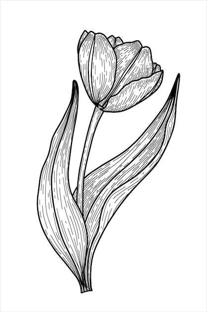 Винтажный цветок тюльпана с листьями цветочный элемент для поздравительной карточки и свадебного приглашения