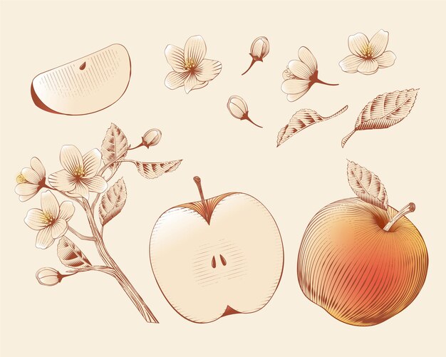 Elementi di schizzi eleganti di mele vintage tra cui fiori, rami d'albero e frutta di mela isolati su sfondo beige.