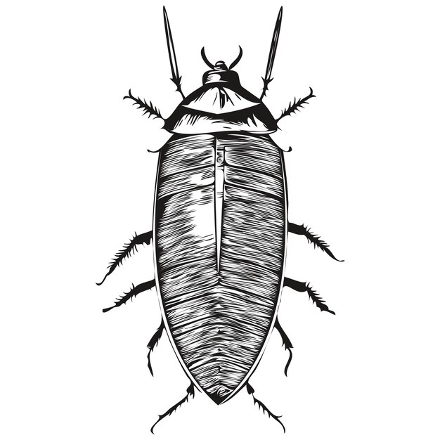 ヴィンテージは、分離されたゴキブリのイラストを彫刻します。インク スケッチ ゴキブリをカットします。