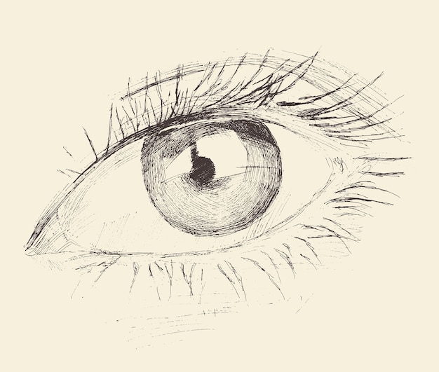 Vintage engraved style illustration of the eye