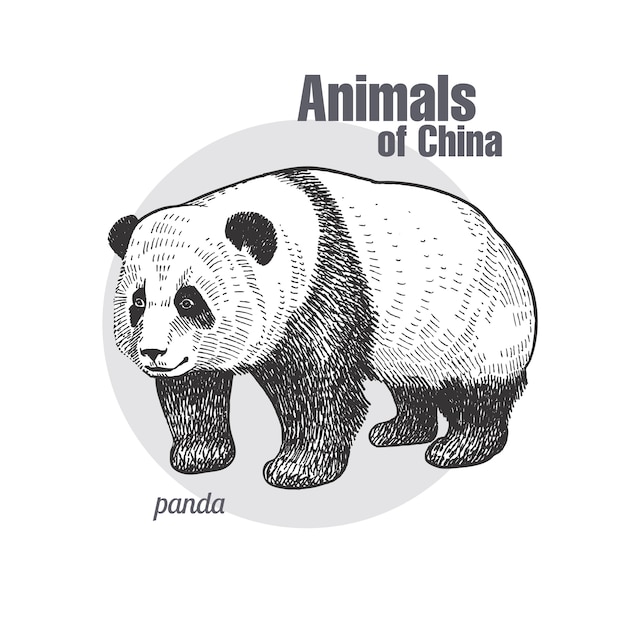 Incisione d'epoca di panda animale.