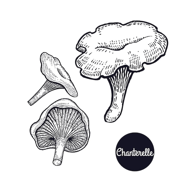 Vintage engravings mushroom chanterelle.